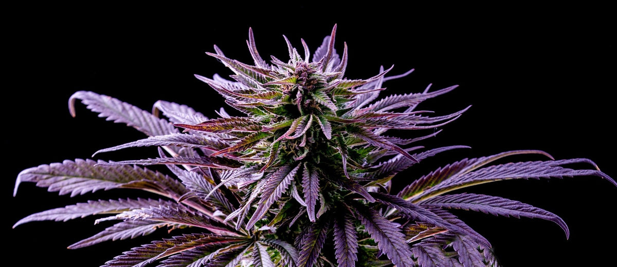 Purple Runtz – die Genetik hinter dem Namen und warum Herkunft zählt - Cannaseuse - It's a grown story