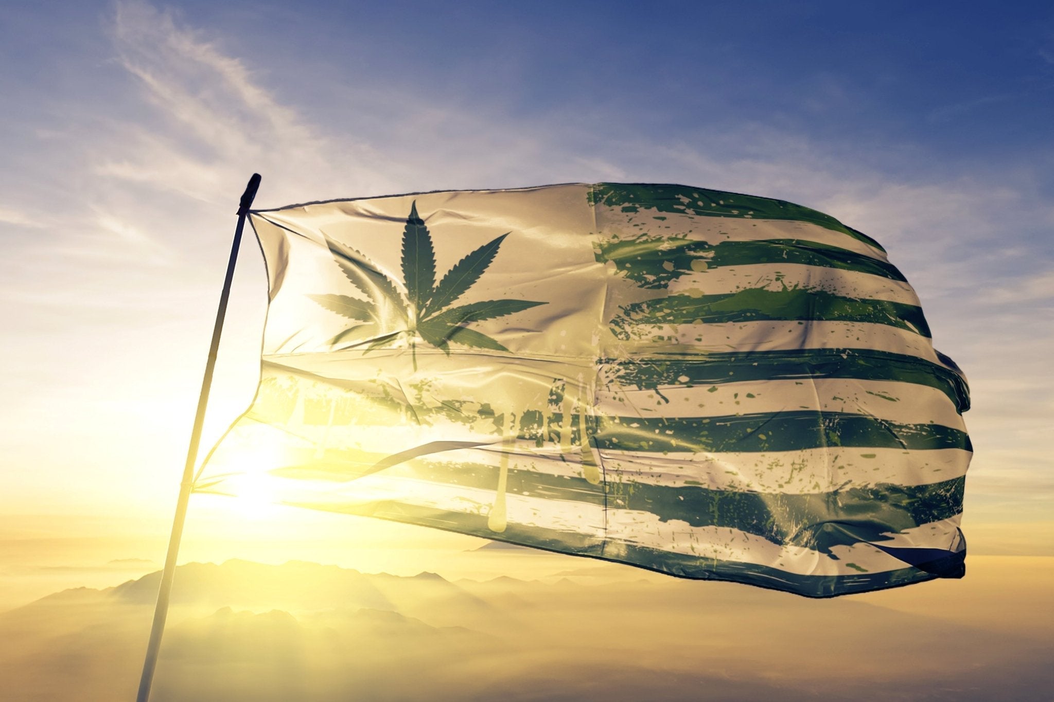 Was Deutschland von der US-Cannabiskultur lernen kann – und was besser dort bleibt - Cannaseuse - Curated Genetics