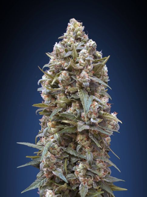 00 Seeds-00 Kush