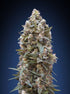 00 Seeds-00 Kush