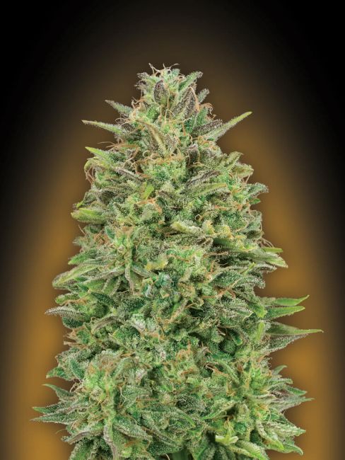 00 Seeds-00 Skunk