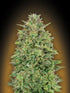 00 Seeds-00 Skunk