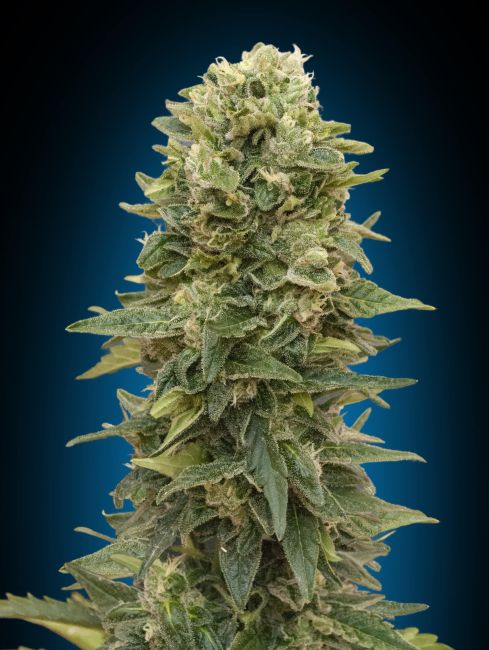 00 Seeds-Afghan Mass