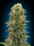 00 Seeds-Afghan Mass Auto