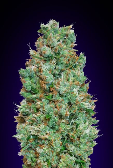 00 Seeds-Auto Blueberry