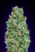 00 Seeds-Auto Blueberry