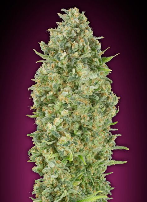 00 Seeds-Auto Bubble Gum