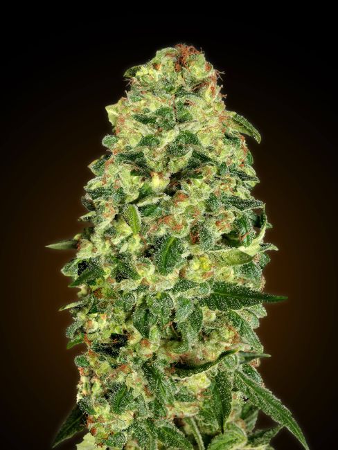 00 Seeds-Auto California Kush