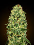 00 Seeds-Auto California Kush