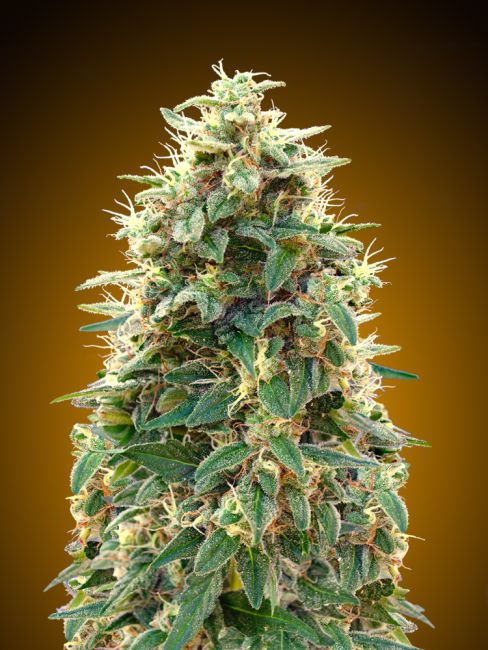00 Seeds-Auto Cheese