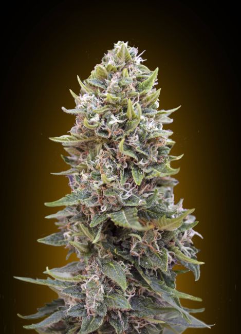 00 Seeds-Auto Cheese Berry