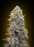 00 Seeds-Auto Cheese Berry