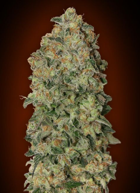 00 Seeds-Auto Chocolate Skunk