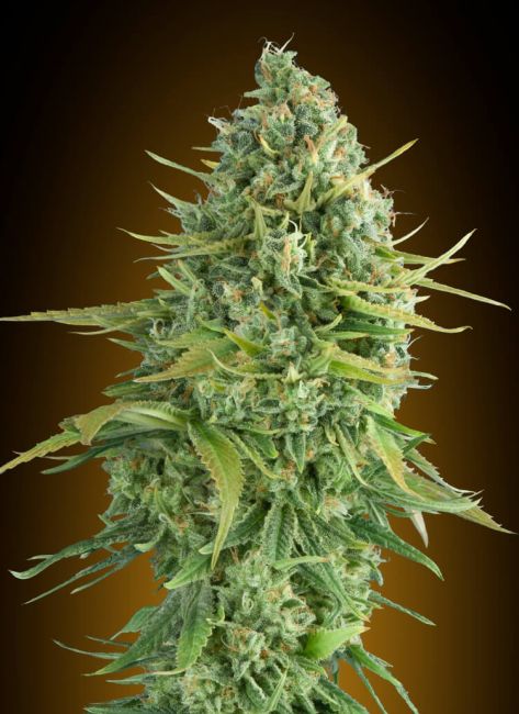 00 Seeds-Auto Do-Si-Dos