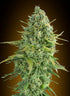 00 Seeds-Auto Do-Si-Dos