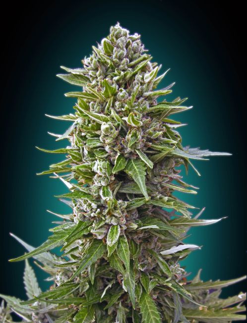 00 Seeds-Auto Northern Lights