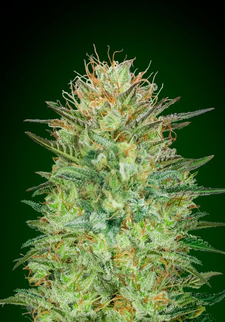 00 Seeds-Auto Sweet Critical