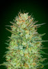 00 Seeds-Auto Sweet Critical
