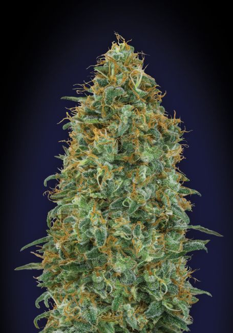 00 Seeds-Blueberry