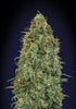 00 Seeds-Blueberry