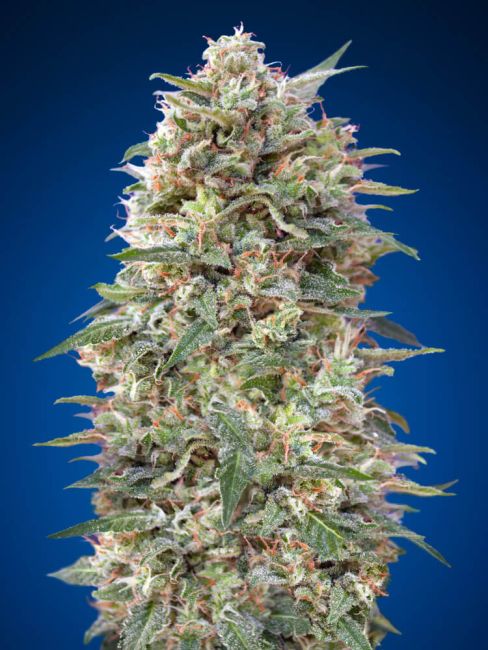 00 Seeds-California Kush