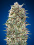 00 Seeds-California Kush