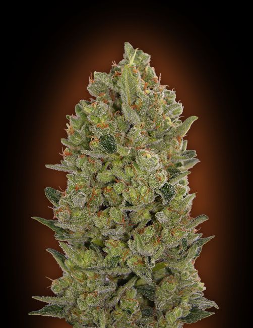 00 Seeds-Cheese