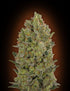 00 Seeds-Cheese