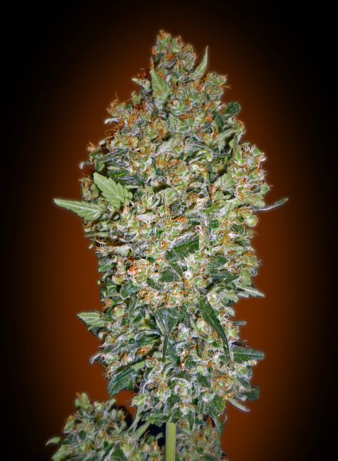 00 Seeds-Cheese Berry