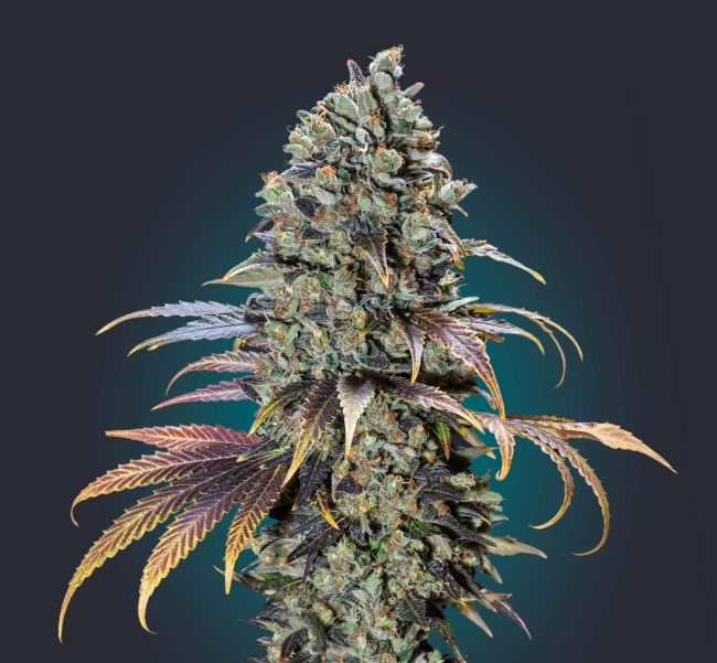 00 Seeds-Chocolate Cream