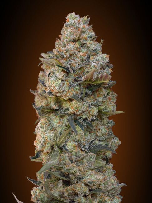 00 Seeds-Chocolate Skunk