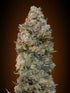 00 Seeds-Chocolate Skunk