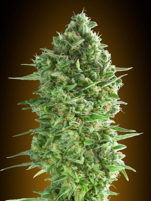 00 Seeds-Do-Si-Dos