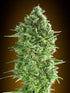 00 Seeds-Do-Si-Dos
