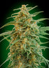 00 Seeds-Gorilla