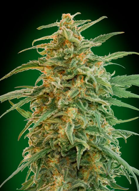00 Seeds-Gorilla Auto