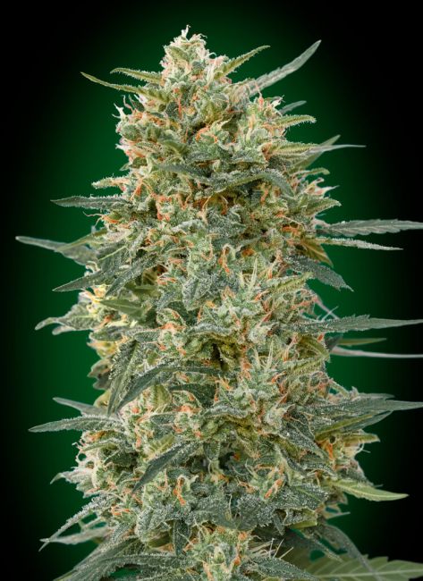 00 Seeds-Gorilla Fast