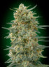 00 Seeds-Gorilla Fast