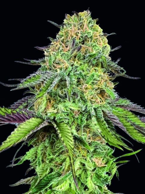 00 Seeds-Lemon Cherry Gelato