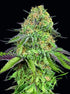 00 Seeds-Lemon Cherry Gelato