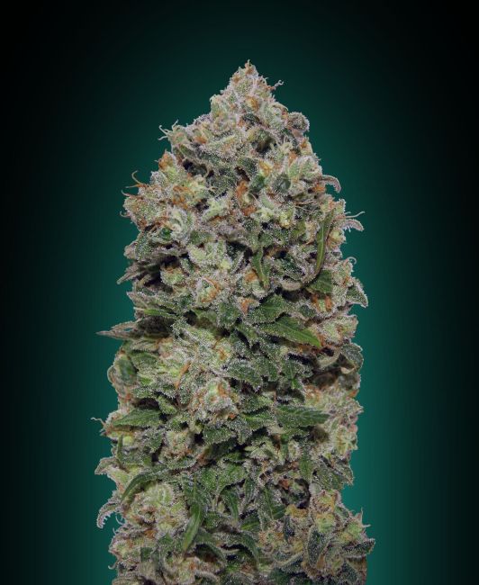 00 Seeds-Northern Lights