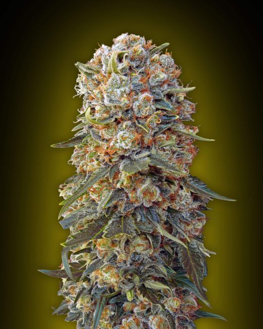00 Seeds-Sweet Critical