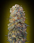 00 Seeds-Sweet Critical