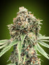 00 Seeds-Sweet Critical Fast