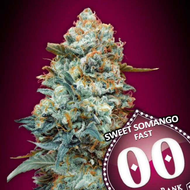 00 Seeds-Sweet Somango
