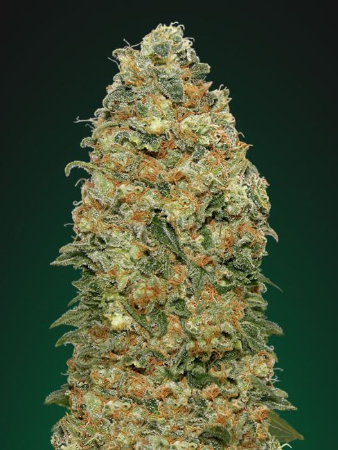 00 Seeds-White Widow