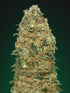 00 Seeds-White Widow