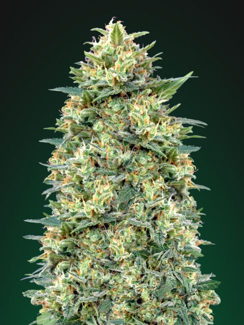 00 Seeds-White Widow Auto