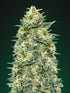 00 Seeds-White Widow Auto