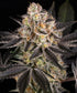 White Runtz - Cannaseuse - Curated Genetics - Barney&